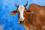 211210-india-cow-mb-0818-dc4864.jpg