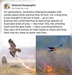 aboriginal-australians-have-long-told-stories-about-birds-v0-s1811eyx5ezf1.jpeg
