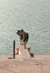kc1qpvllrr7.jpg