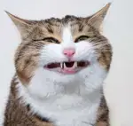 thumb-1746628481277_2420.jpg