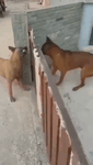 1746879999737227.mp4