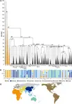 Human_Y-DNA_phylogeny_and_haplogroup_distribution.png