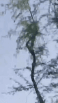 bgfv5lymlb4.mp4