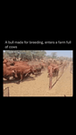 a_bull_made_for_breeding_enters_a_farm_full_of_cows.mp4