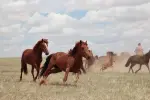 steppe horses.jpg