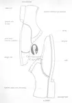 Oxford-vs.-Derby-Shoe-Anatomy-Explaind.jpg