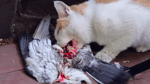 s5tbwll62fk.webm