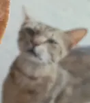 c0ypvm4nunv.jpeg