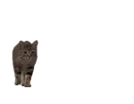 d0ufx75lv39.gif