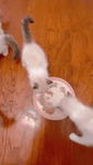 nvz28e4j9n.mp4