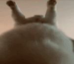 10xmwzunkrrb.webm