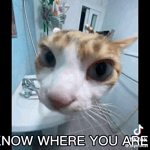 tzl490q8dgo.mp4