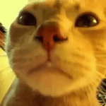 1748563808280525.webm