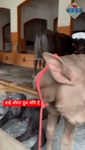 videoplayback.mp4