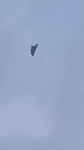 1sr65y3hfbf.mp4