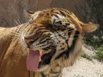 Tiger.jpg