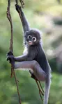 dusky-leaf-monkey-climbing-328x551.jpg