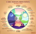 Circadian-Rhythm.jpg