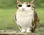 af3hushm3r9.jpeg
