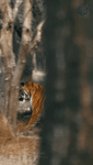 adl1nx9i6ap.mp4