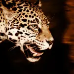 IMG_4676.jpeg