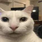 1725578436295257.jpg