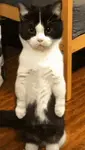 inomyu6tsv.gif