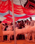 RDT_20251009_155357.mp4