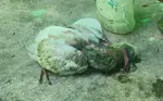 ohgobbex1tj.jpg