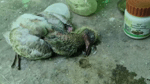 m826kn2id6l.mp4