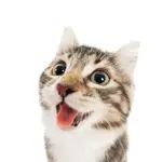 n56jivm8eo9.jpeg