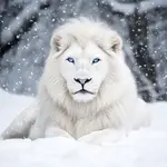 majestic-white-lion-stockcake.jpg