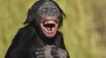 laughing-bonobo-crop.jpg