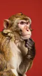 portrait-thoughtful-monkey-pensive-pose-hand-chin-against-red-background-4088441.webp