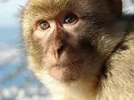 Gibraltar_Barbary_Macaque.jpg