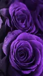 HD-wallpaper-purple-roses.jpg