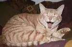 alabama-political-news-laughing-cat.webp