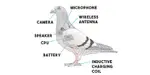 pigeon-drone.jpg