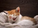Laughing-kitten.jpg