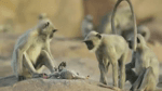 Langur monkeys grieve over fake monkey  Spy in the Wild - BBC - BBC (360p, h264).mp4