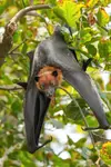 047_Indian_flying_fox_in_Keoladeo_National_Park_Photo_by_Giles_Laurent.jpg 047_Indian_flying_fox_in_Keoladeo_National_Park_Photo_by_Giles_Laurent.jpg