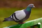 rock-dove-4884627_1280.jpg