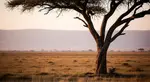 iconic-acacia-tree-silhouette-on-african-savannah-at-sunset-with-distant-hills-p.jpg