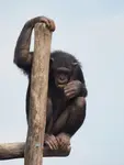 chimpanzee-830526_1280.jpg