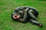 laughing-monkey-16660689.webp