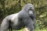 Silverback-gorilla-1024x683.webp