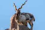 Markhor-wild-goat.webp