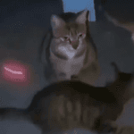 rp41drydx6o.webm rp41drydx6o.webm