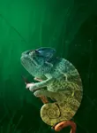 chameleon.jpg