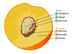 Fruit_Anatomy_Drupe.png